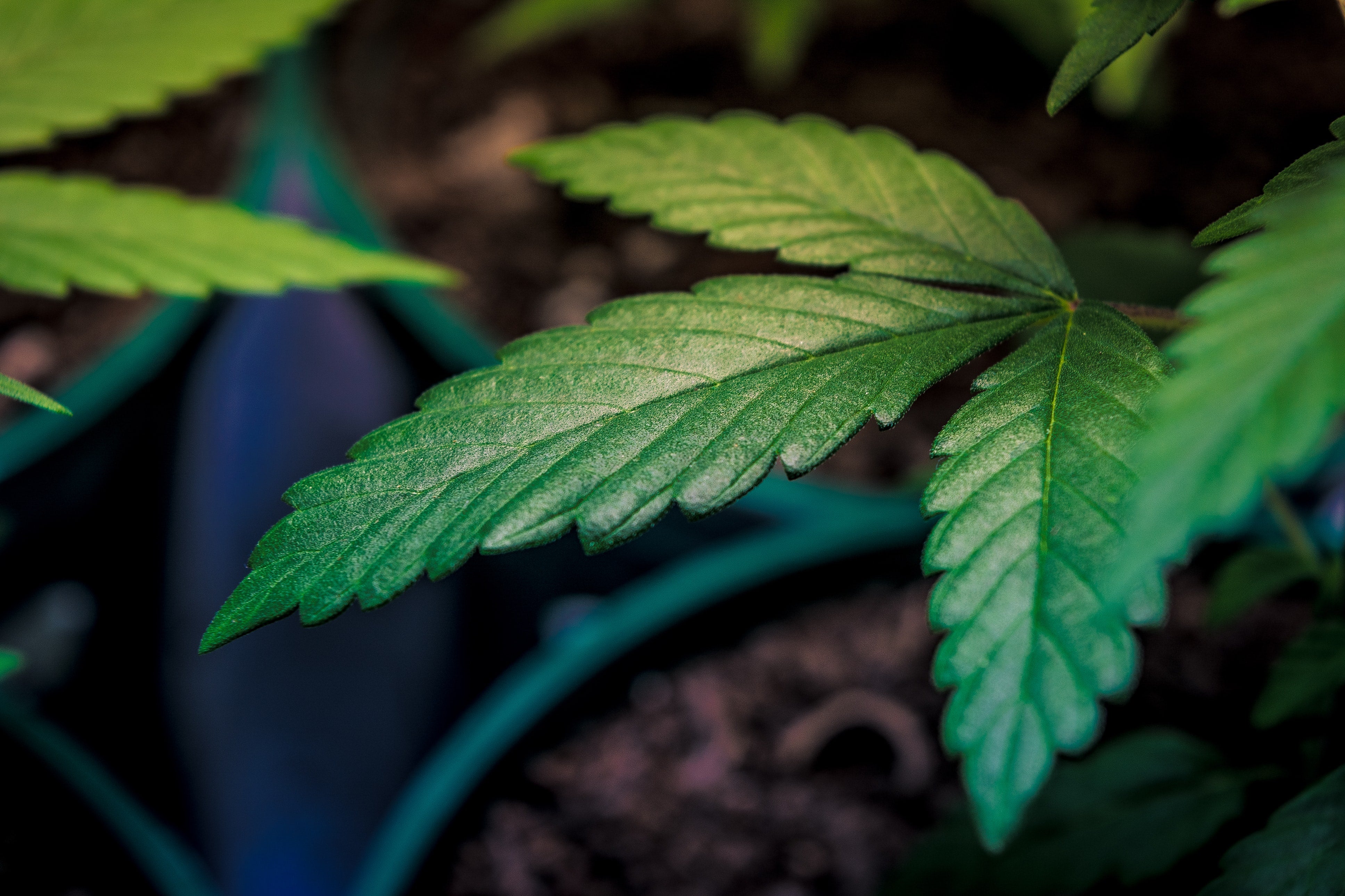 What is Rosin? A Cannabis Enthusiast's Guide