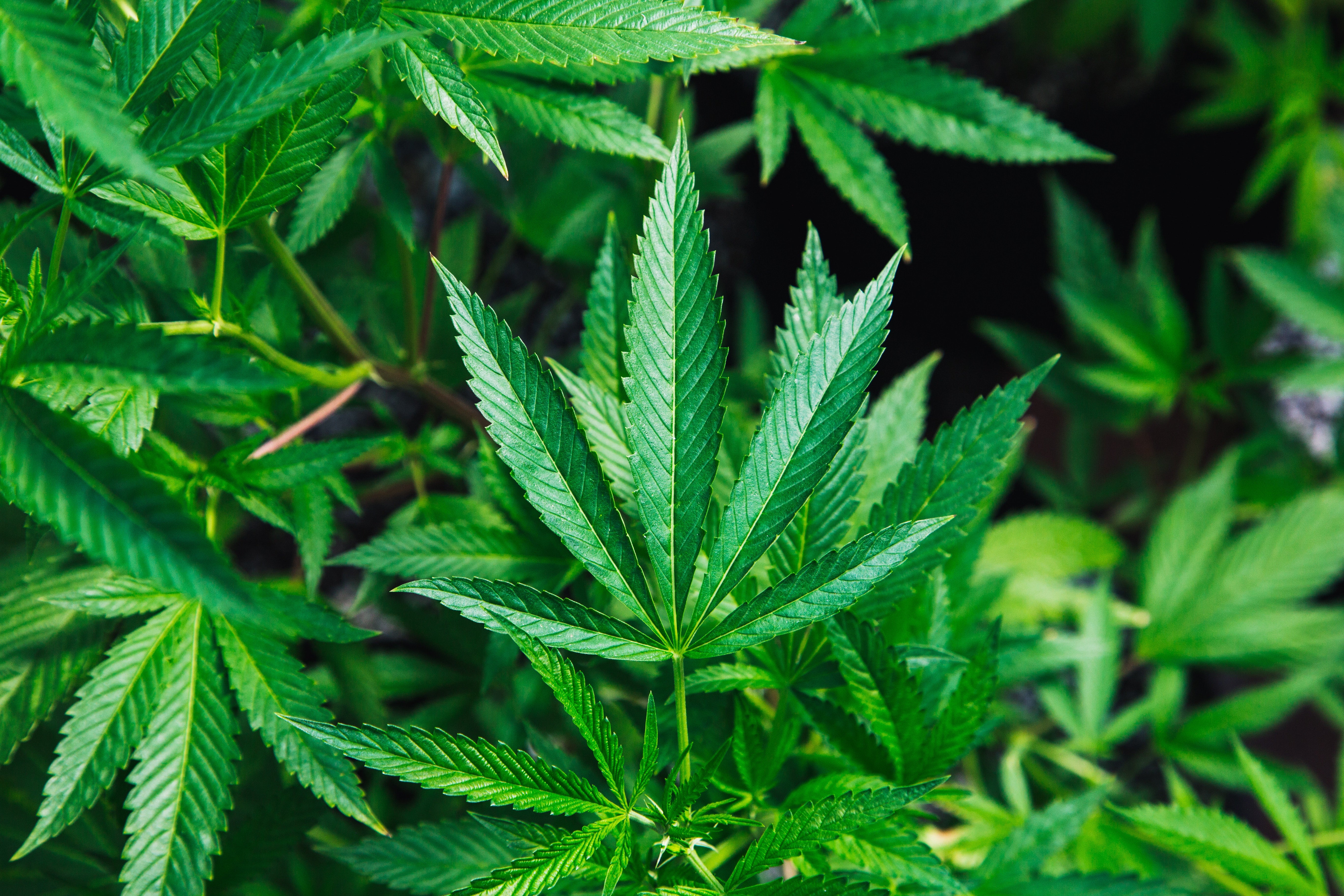 Hemp Uses: 9 Ways the Hemp Plant is Used in 2020